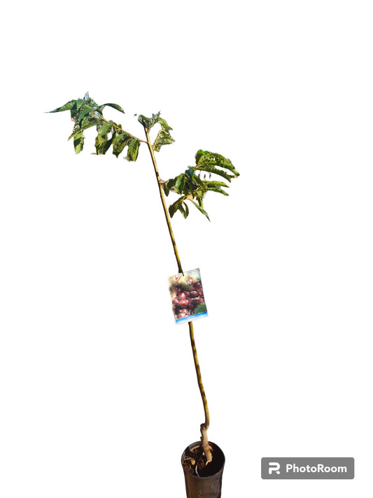 Castaño Europeo Maceta_0