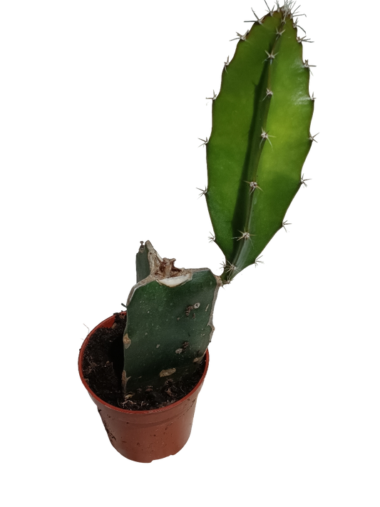 Pitaya Cactus De Sol Planta Del Dragón Ø5_0