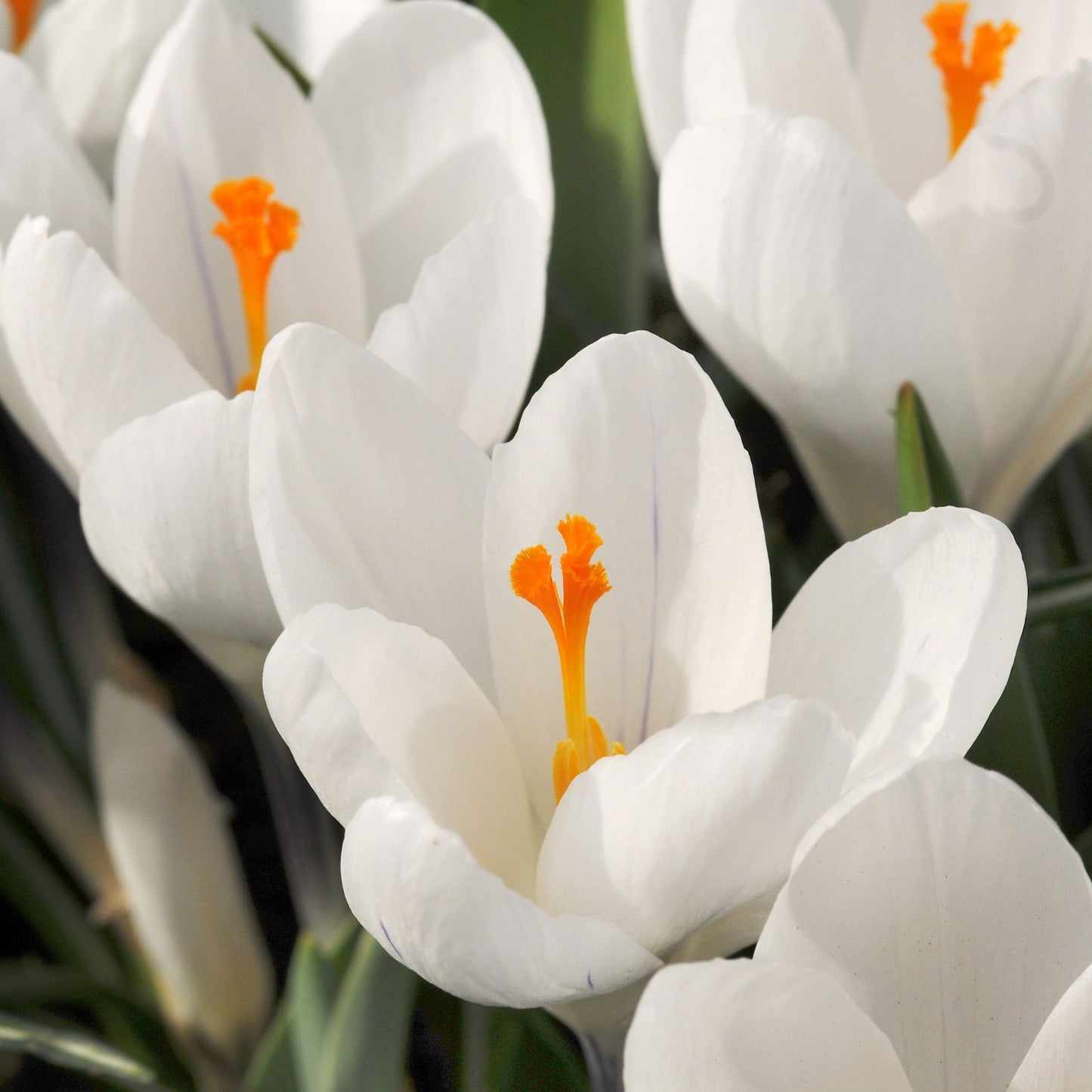 Crocus Caeruleus - 30 Pzs - Crocus 'white' - Bulbos De Flores - Blanco
