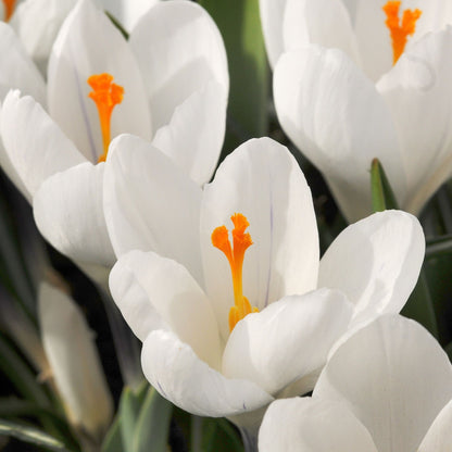 Crocus Caeruleus - 30 Pzs - Crocus 'white' - Bulbos De Flores - Blanco