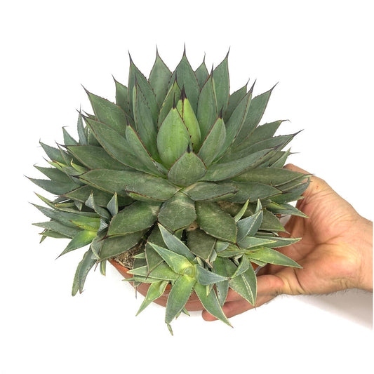 Agave Filifera Isthmensis T20 30cm_0