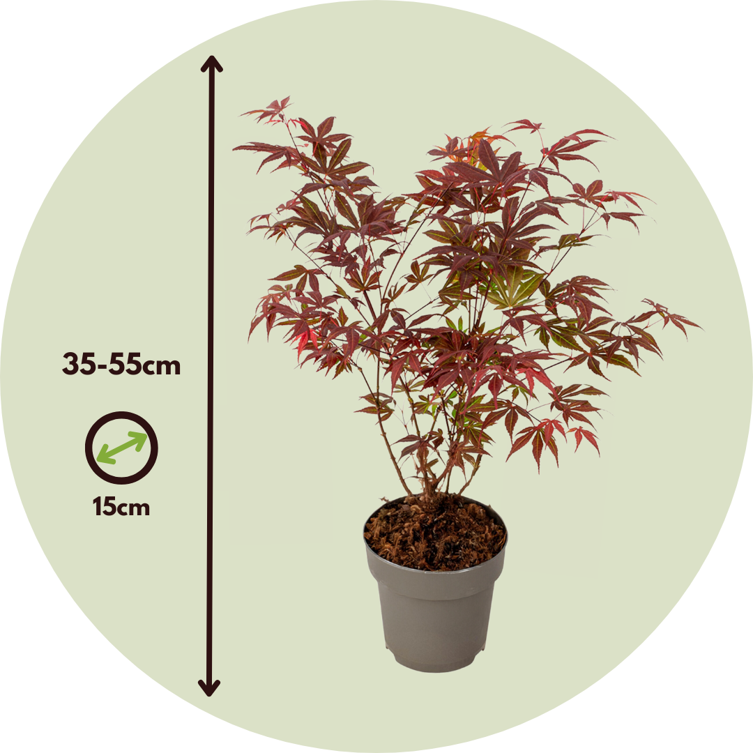 Arce Rojo Japonés - Acer Palmatum - Altura 35-55cm - Ø15cm_2
