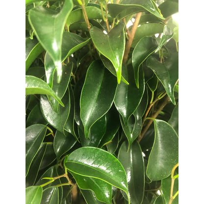 Ficus Daniel M20 120cm_2