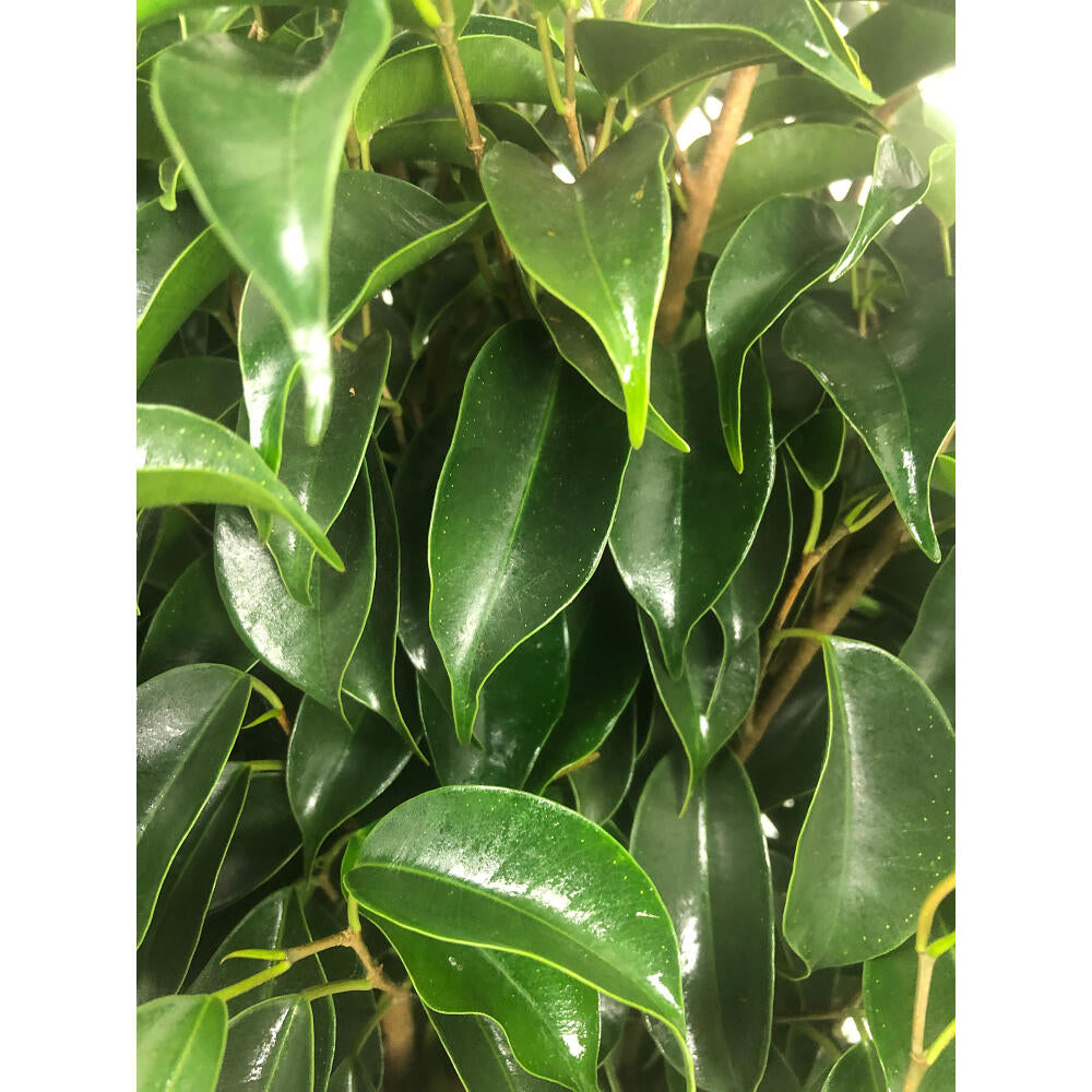 Ficus Daniel M20 120cm_3