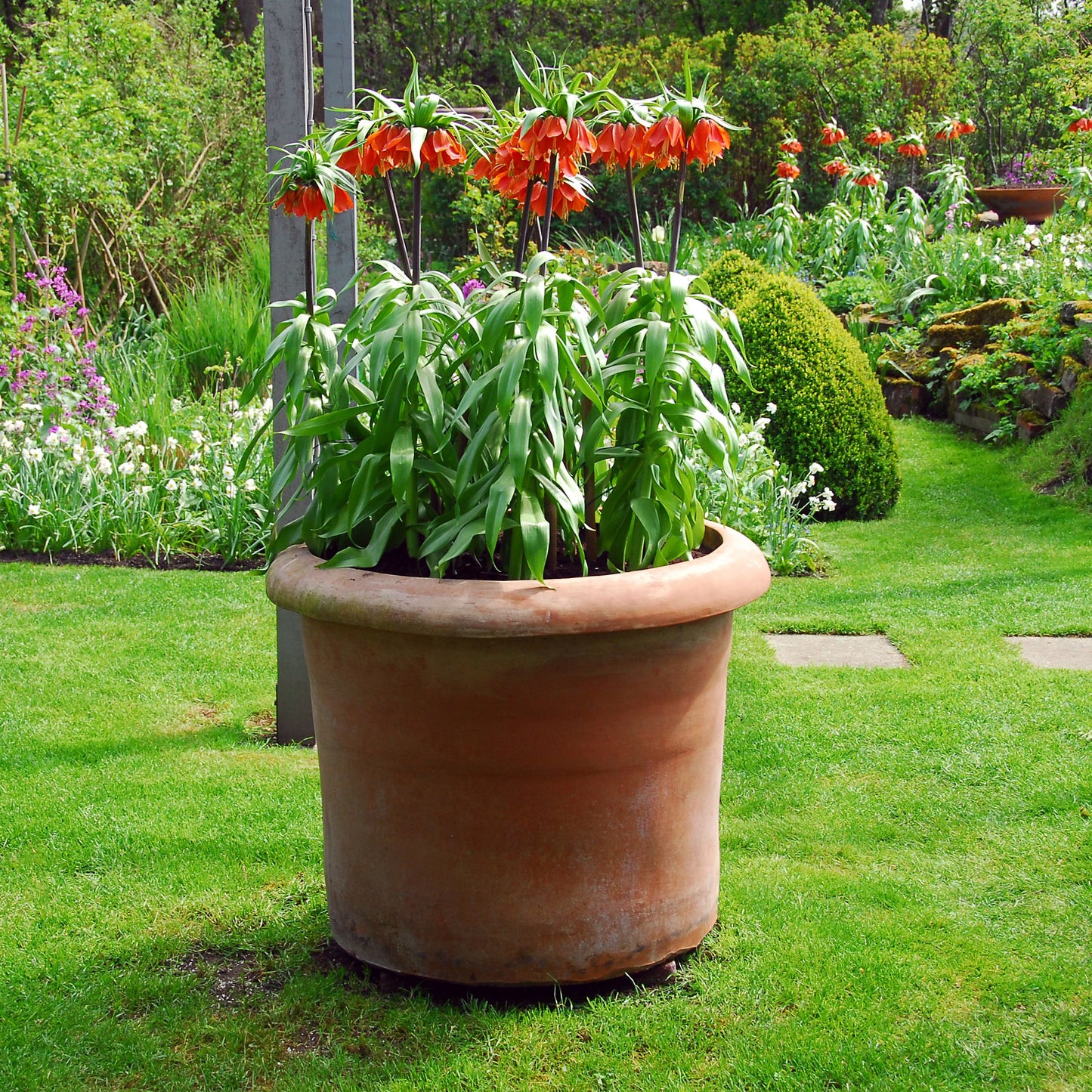 Fritillaria Roja - 3 Pzs - Fritillaria Rubra - Bulbos De Flores - Naranja