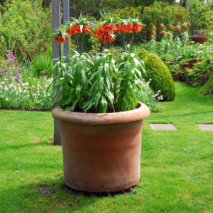 Fritillaria Roja - 3 Pzs - Fritillaria Rubra - Bulbos De Flores - Naranja