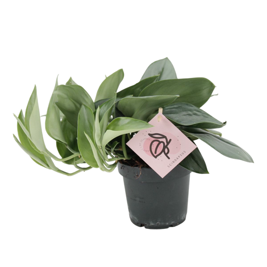 Planta Natural Scindapsus Treubii 'moonlight' 1 Ud Ø 12 Alt. 20_0
