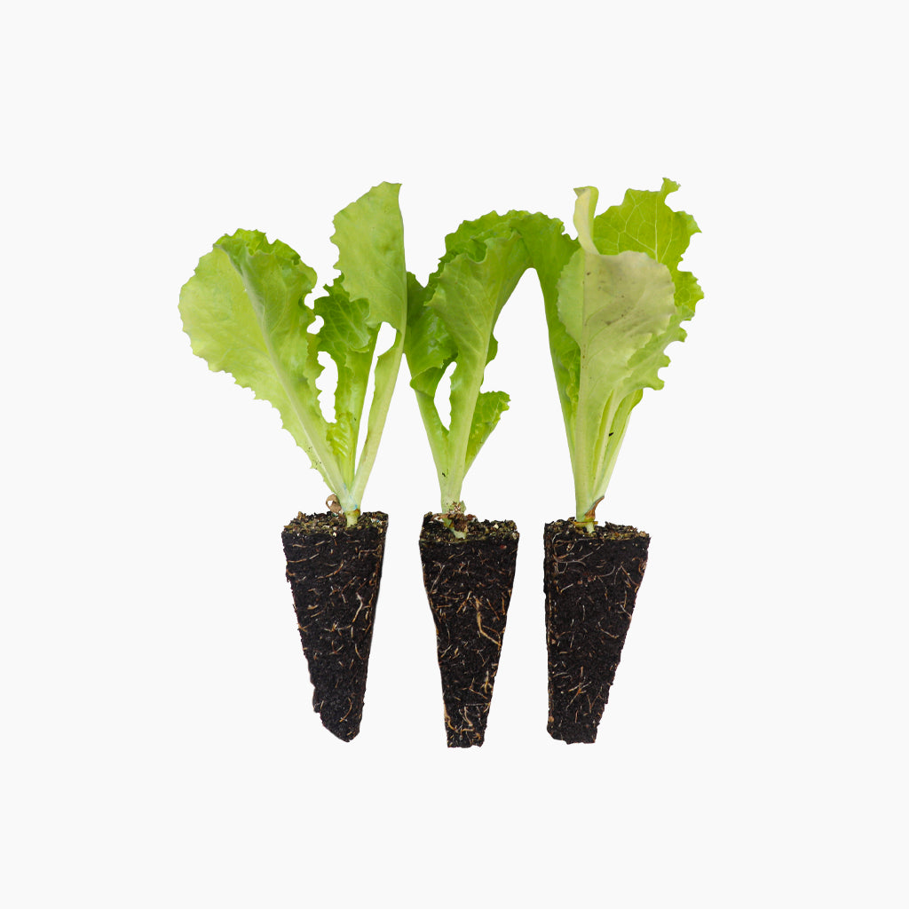 Plantón Lechuga Batavia - Plantabo 10 Unidades_0