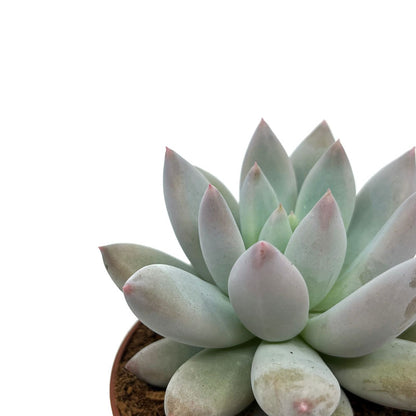 Pachyveria 'krakatoa' Cactus Y Suculentas M8,5 cm Ø_2