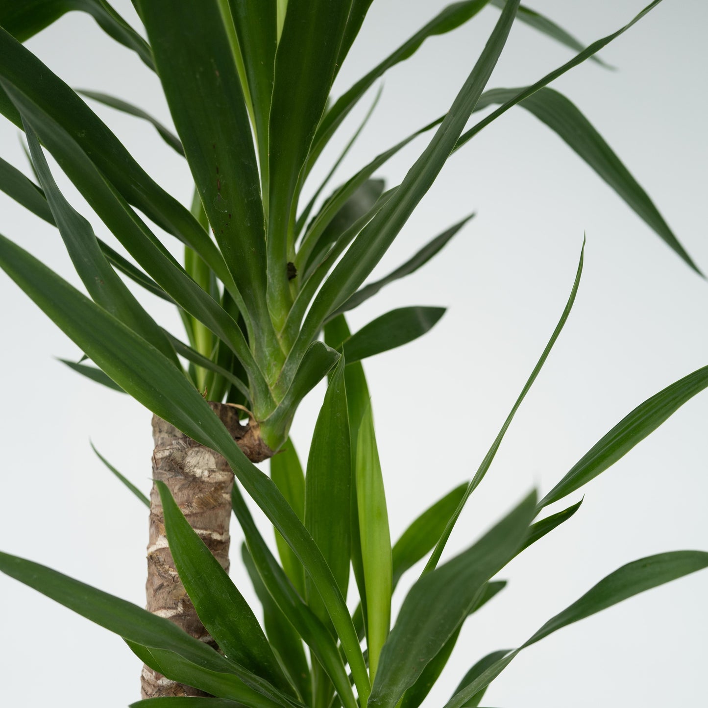 Yuca - Yucca Elephantipes - Altura 130-140cm - ⌀24cm