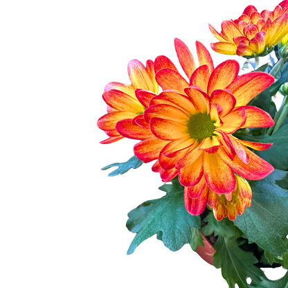 Crisantemo Colores Variados M12