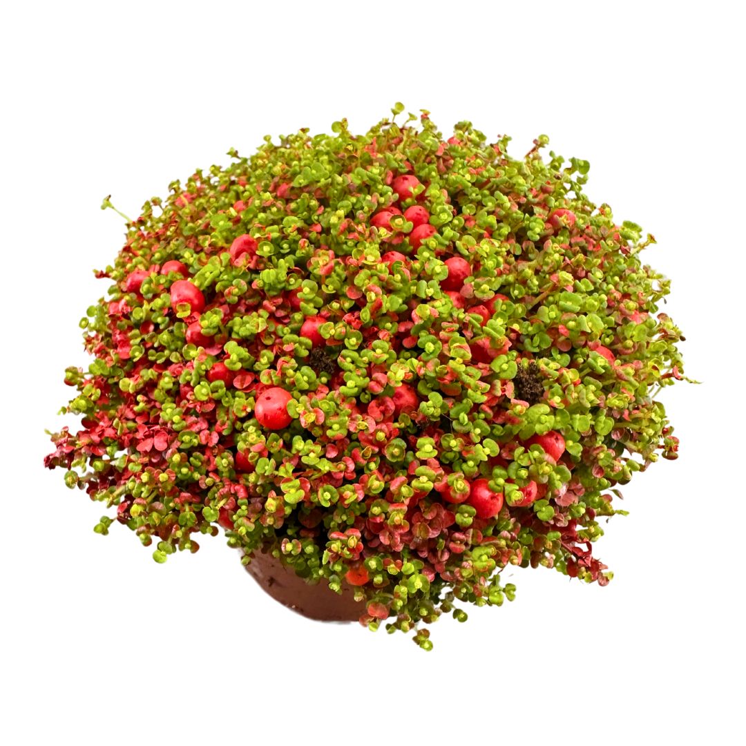 Nertera, La Planta De Interior Con Bayas