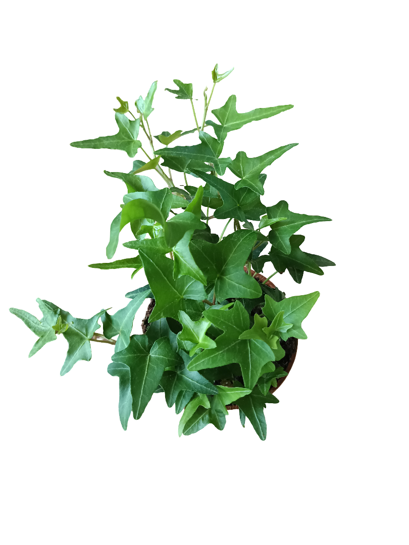 Hedera Verde SHAMROCK Planta De Interior Colgante Ø8_0