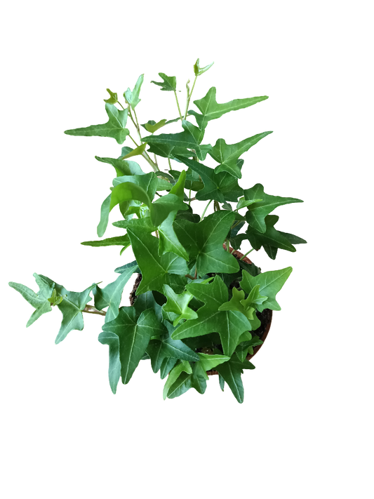 Hedera Verde Planta De Interior Colgante Ø8_0