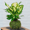 Kokedama Dieffenbachia.