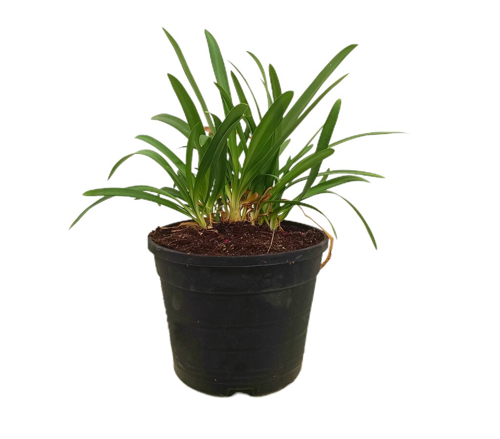 Agapanthus Silver Baby M19 35cm_1