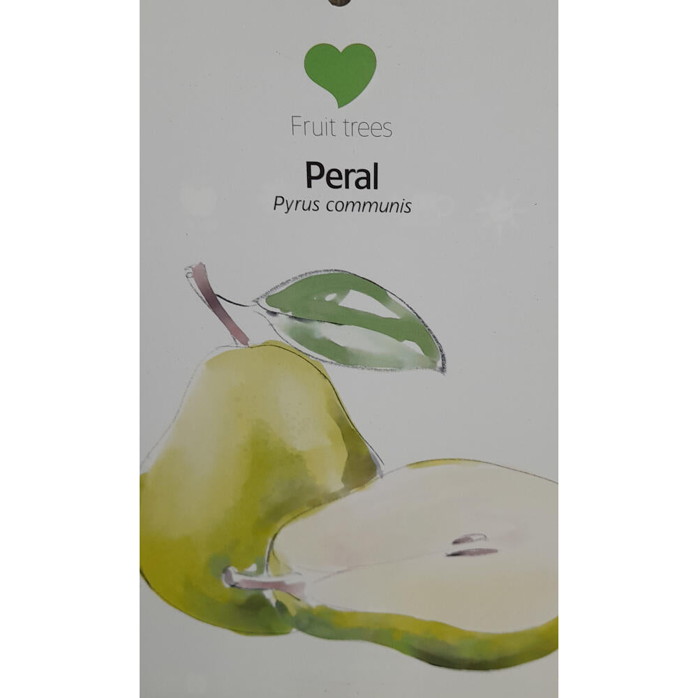 Peral Enano M26 120cm_1