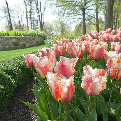 Bulbos De Tulipán - 21 Pzs - Tulipa 'apricot Parrot' - Bulbos De Flores - Rosa