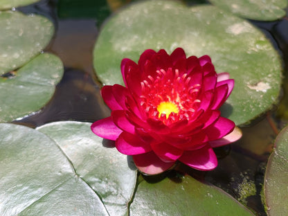 Nenufar Manee Red_1