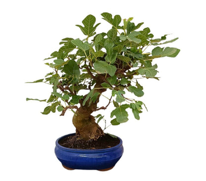 Bonsái Ficus Carica 19 Años (higuera)_1
