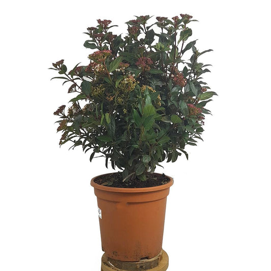 Viburnum Tinus Eve Price M24_0