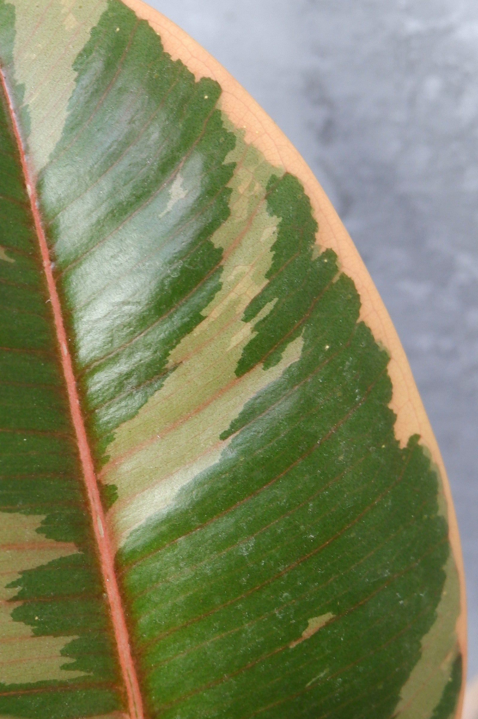Arból Del Caucho - Ficus Elastica Belize_3