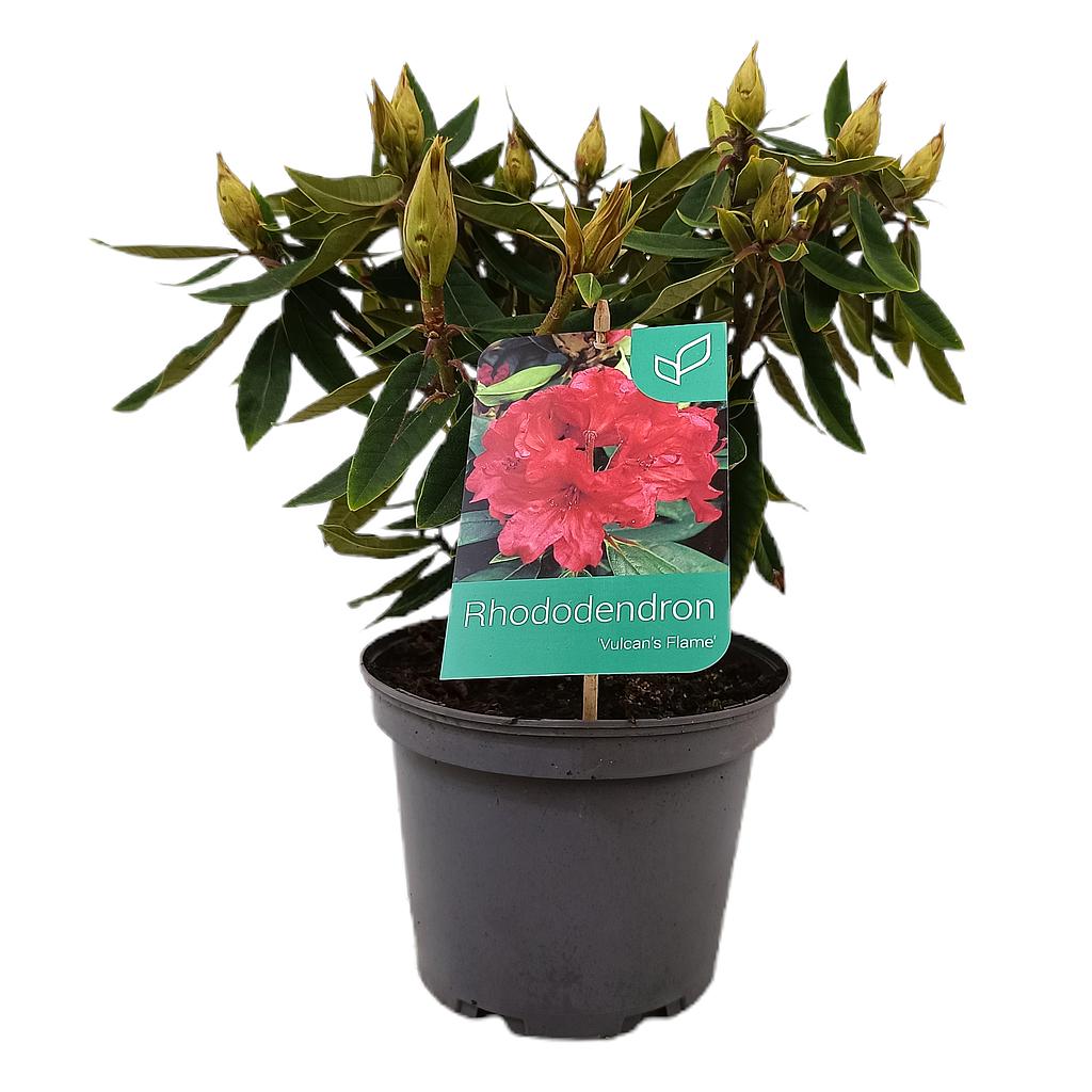 Rhododendron Hibrido 3l_0