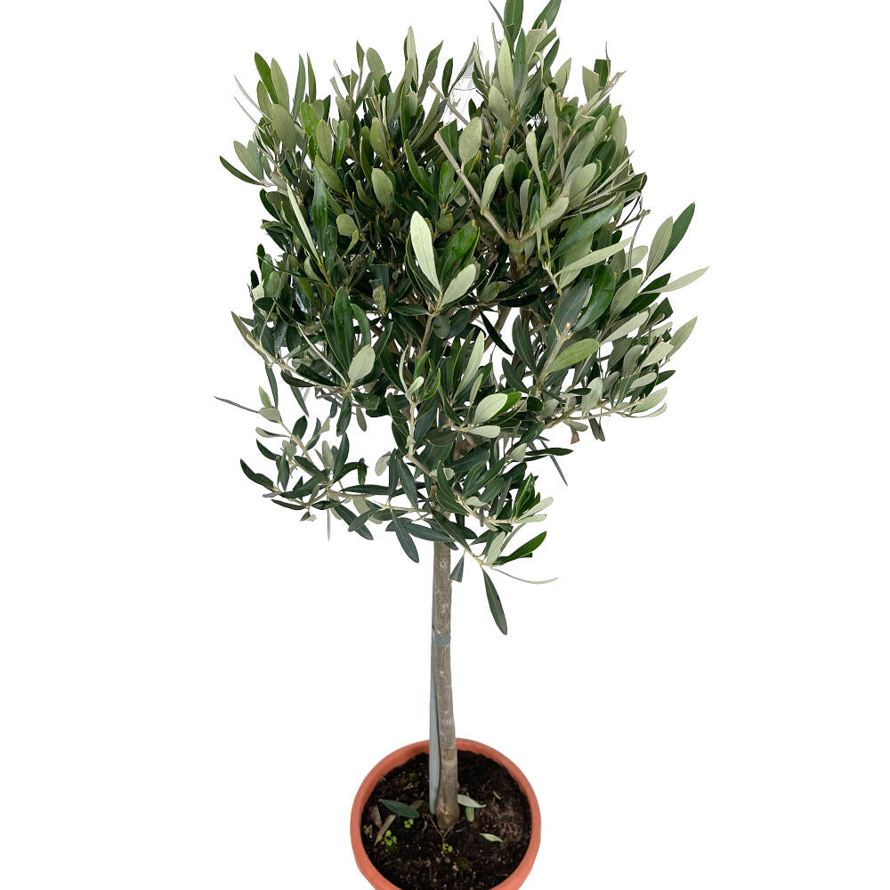 Olivo Copa M20  95cm_1