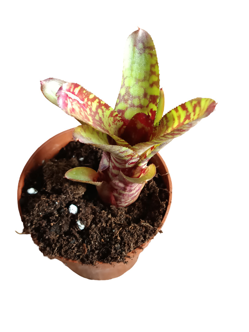 Neoregelia Wild Tiger Planta Bromelia 10-12 Cms