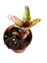Neoregelia Wild Tiger Planta Bromelia 10-12 Cms