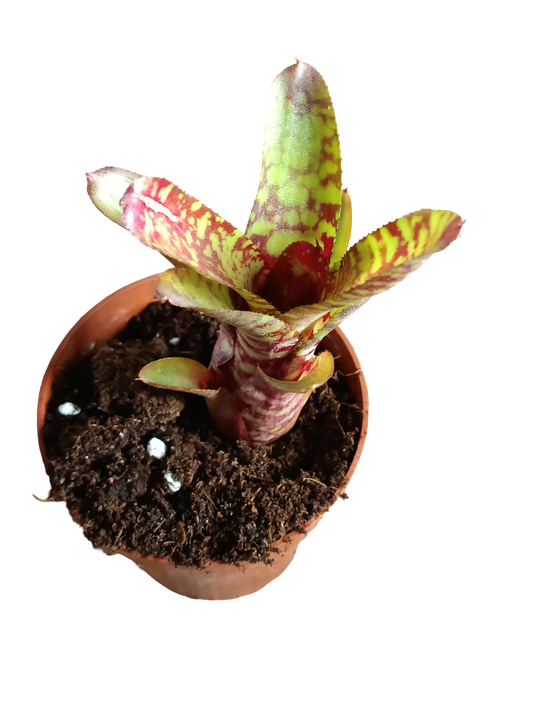 Neoregelia Wild Tiger Planta Bromelia 10-12 Cms_0