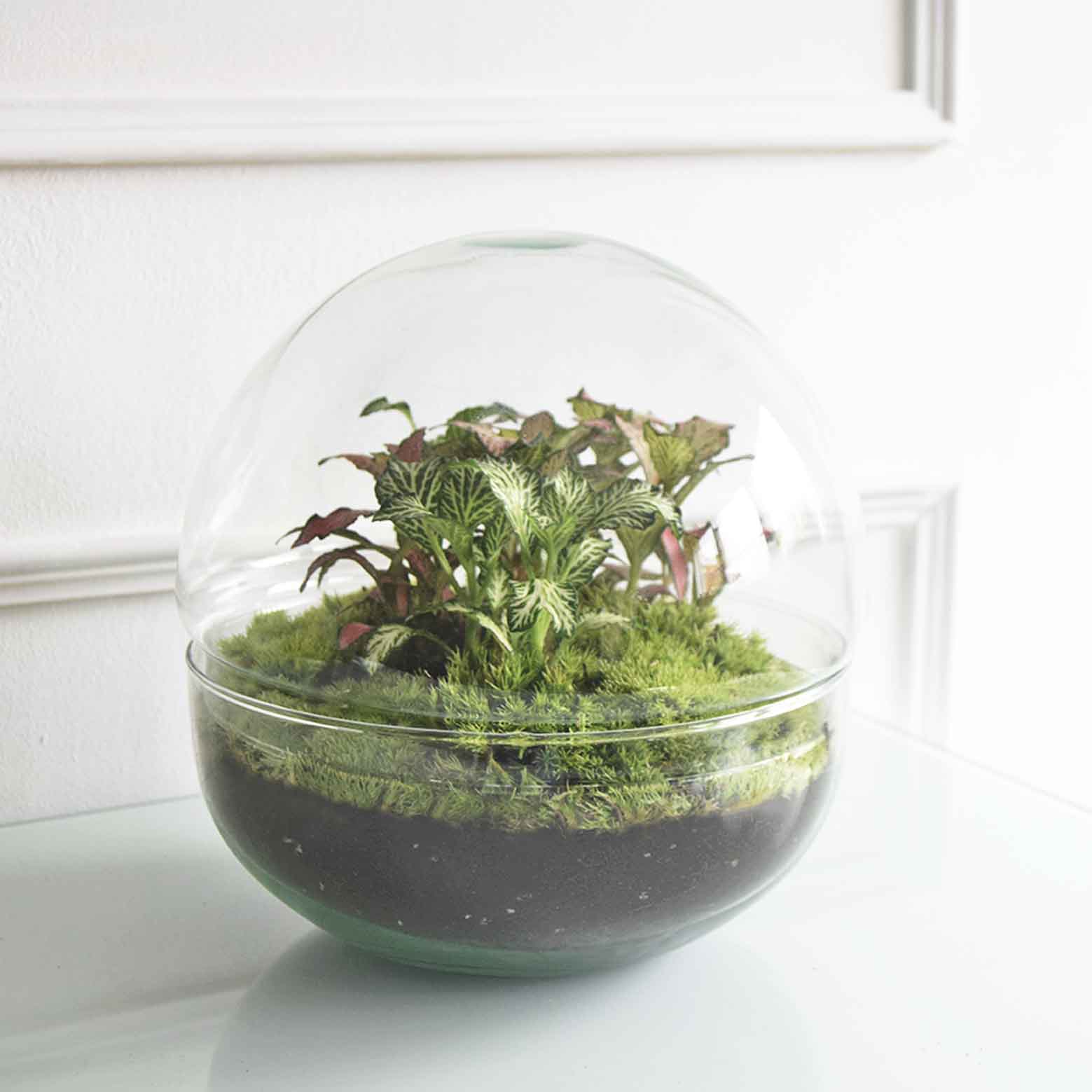 Terrario Pequeño H=22 Cm_0