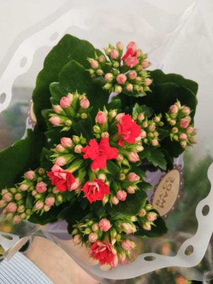 1 Mini Planta Surtida Kalanchoe Flores De Colores Ø6 Cm