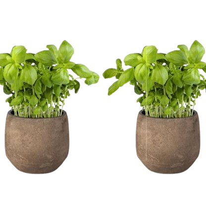 Pack 2   -planta Albahaca  - Maceta 10 Cm  -hierba Aromática_0