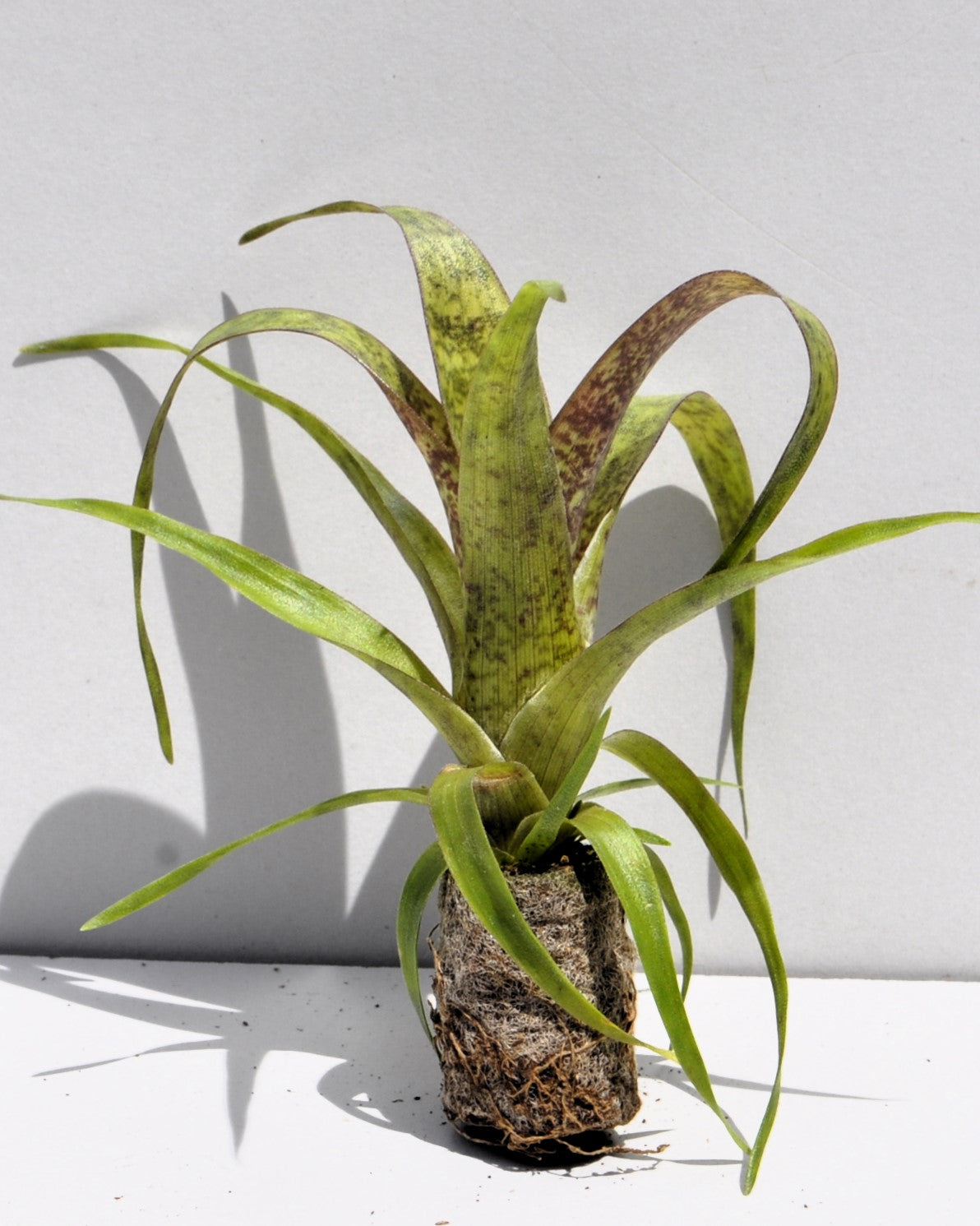 Lote Iniciación Minibromelias (3 ej.); bromelias, plantas tropicales; Curiosarium; Decoración, Coleccionismo, Terrarios_2