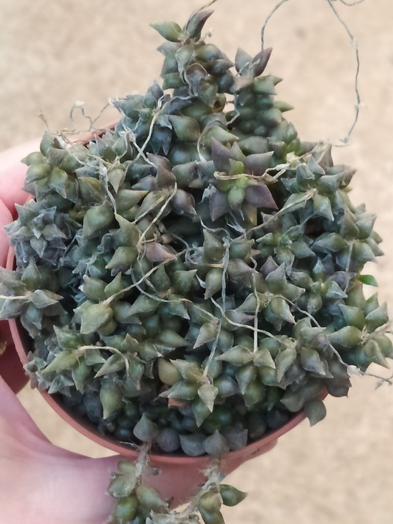 Planta Sucuelenta Anacampseros Arachnoides Ø8 Cm