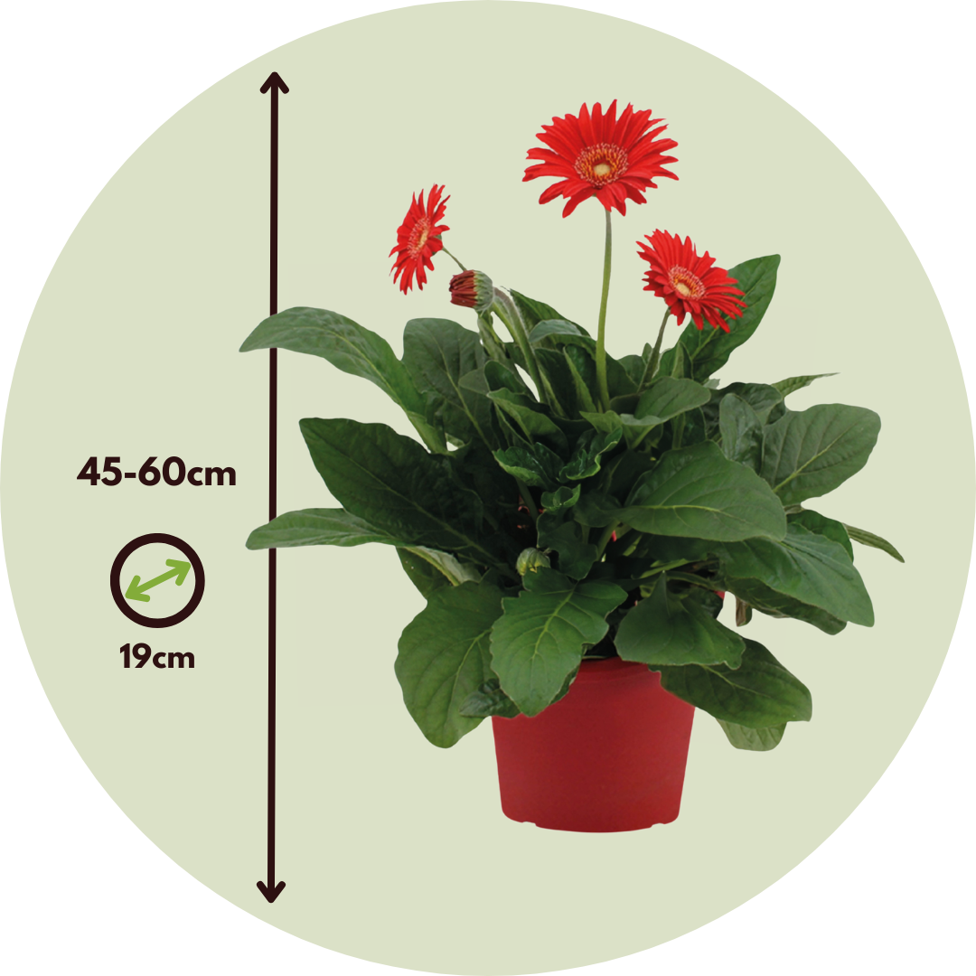 Gerbera Garvinea - Roja - Altura 45-60cm - ⌀19cm_2
