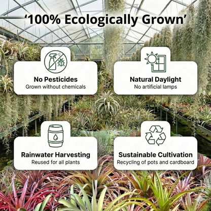 Tillandsia - 20 Unidades - Plantas Aéreas - Con Spray Incluido_5