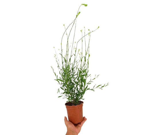 Gaura M13_0