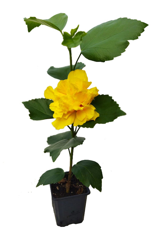 Hibiscus Sinensis Amarillo_0