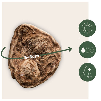 Anemone Coronaria - 30 Pzs - Anemoon De Caen - Bulbos De Flores
