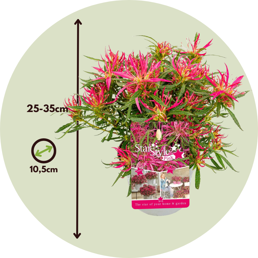 Azalea Estrellada - 3 Pzs - Rhododendron 'starstyle' - Altura 25-35cm - ⌀105cm_2
