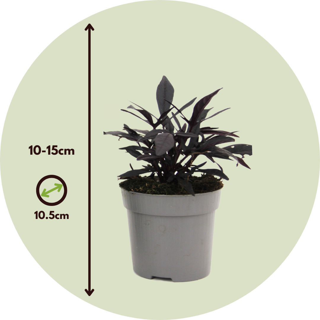 Boniato Ornamental - 3 Pzs - Ipomoea Batatas - Altura 10-15cm - ⌀105cm_2