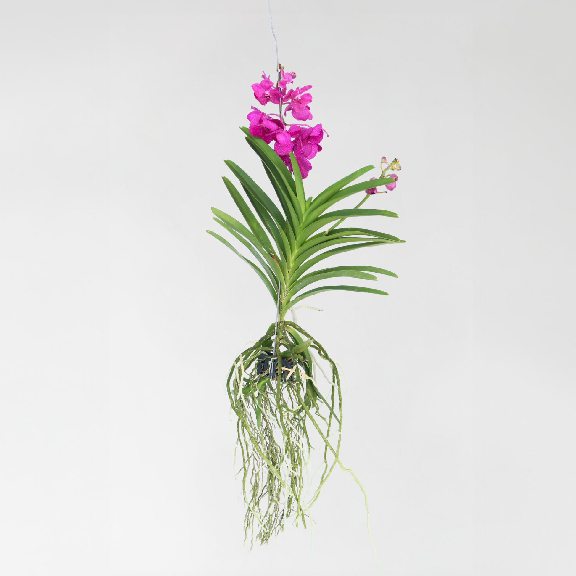 Orquídea Vanda - Vanda 'tayanee Cerise' - Altura 55-65cm
