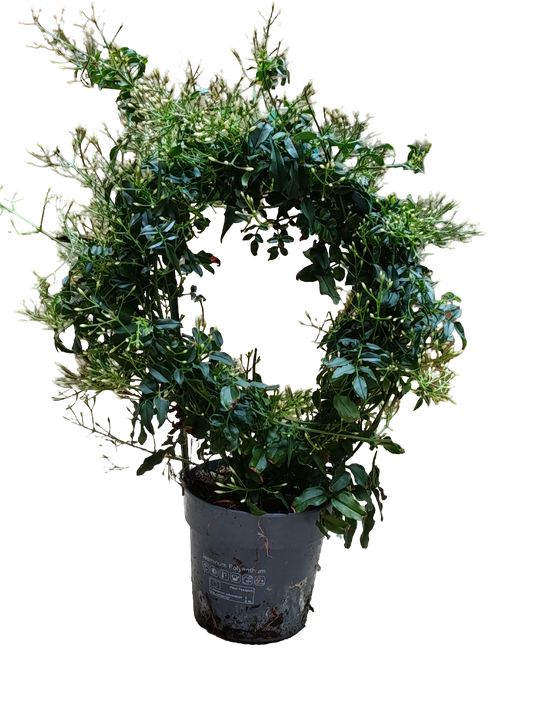 Jasmin Polytanthum Blanco Planta De Flor Ø12 Jazmin_0
