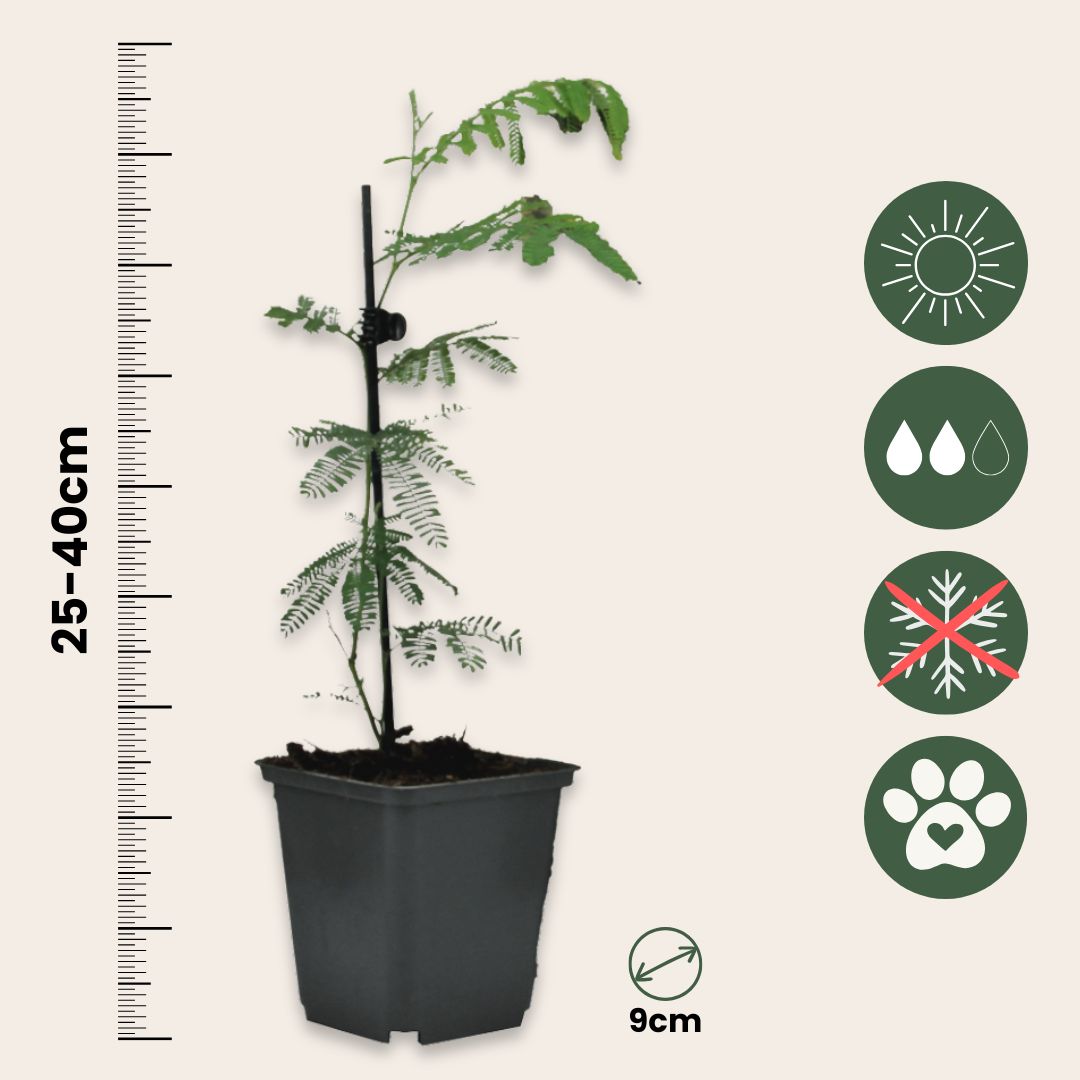 Acacia Dealbata - 3 Pzs - Mimosa Dealbata - Altura 25-40cm - ⌀9cm_2