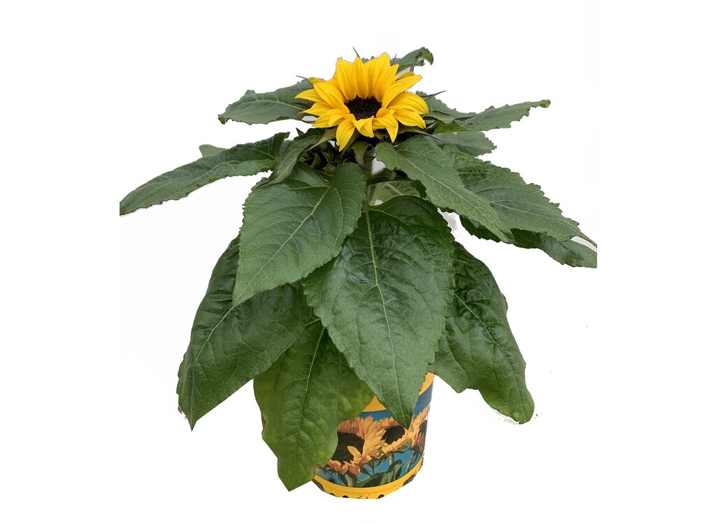 Girasol M14 (helianthus Annuus)_0