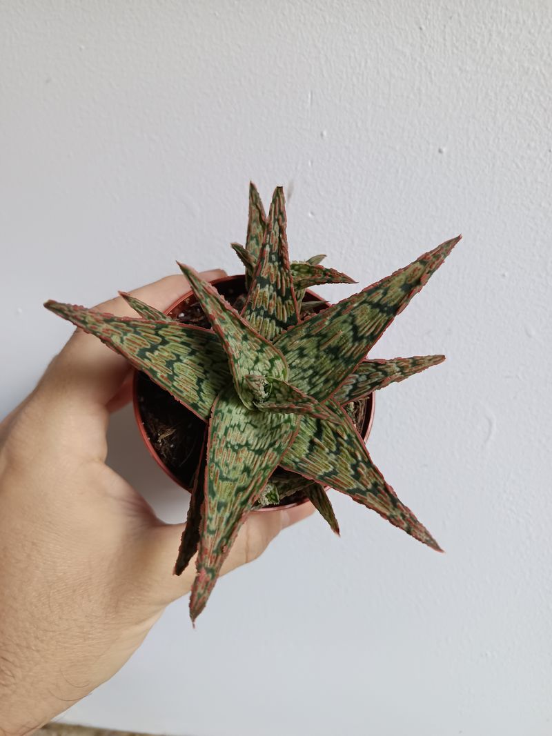 Aloe Carol Planta Suculenta Envio Gratis_0