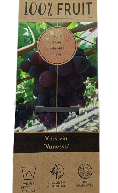 Vitis Vinifera Vanessa M15_1