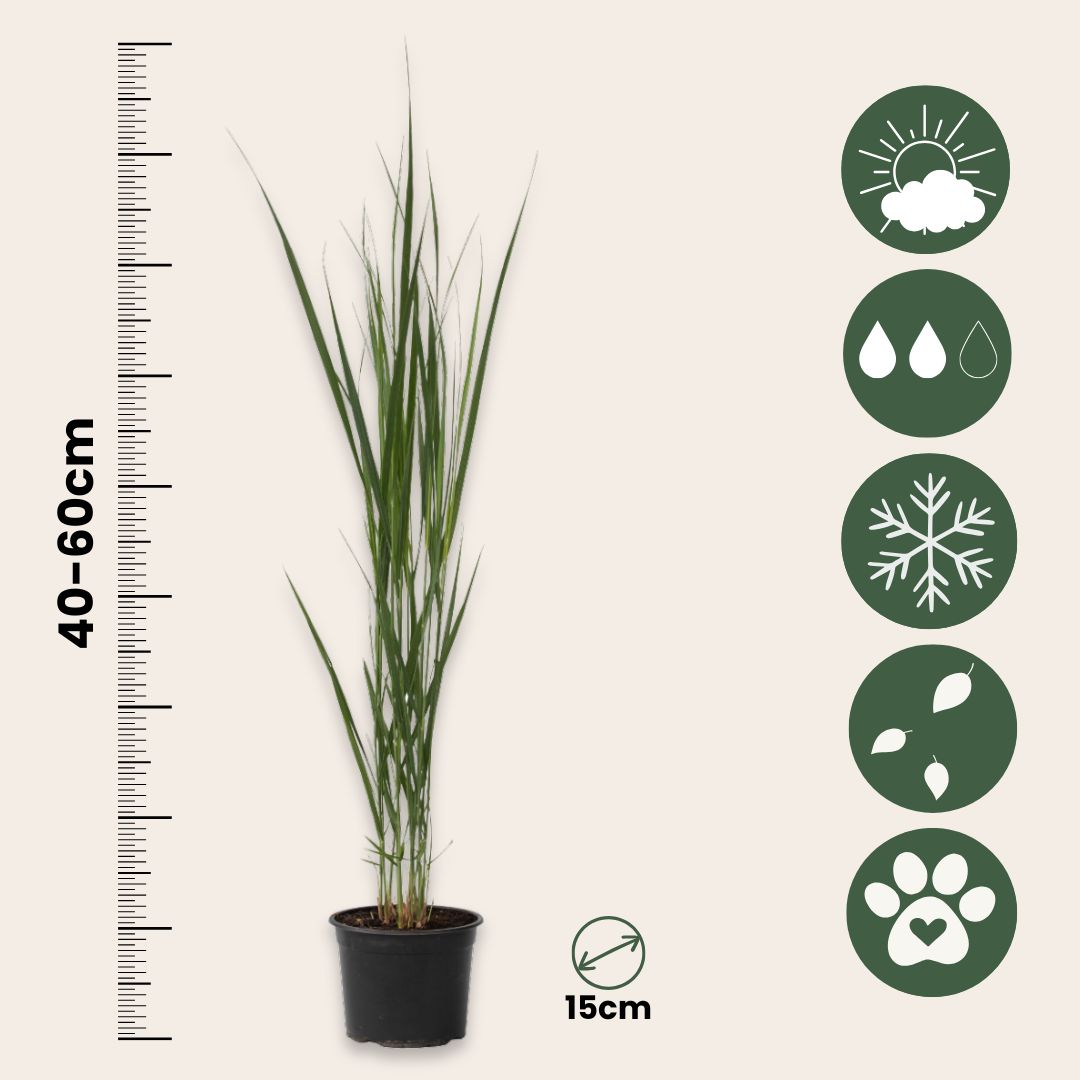 Panicum De Viento Del Norte - 2 Pzs - Panicum 'northwind' - A40-60cm - ⌀23cm_2